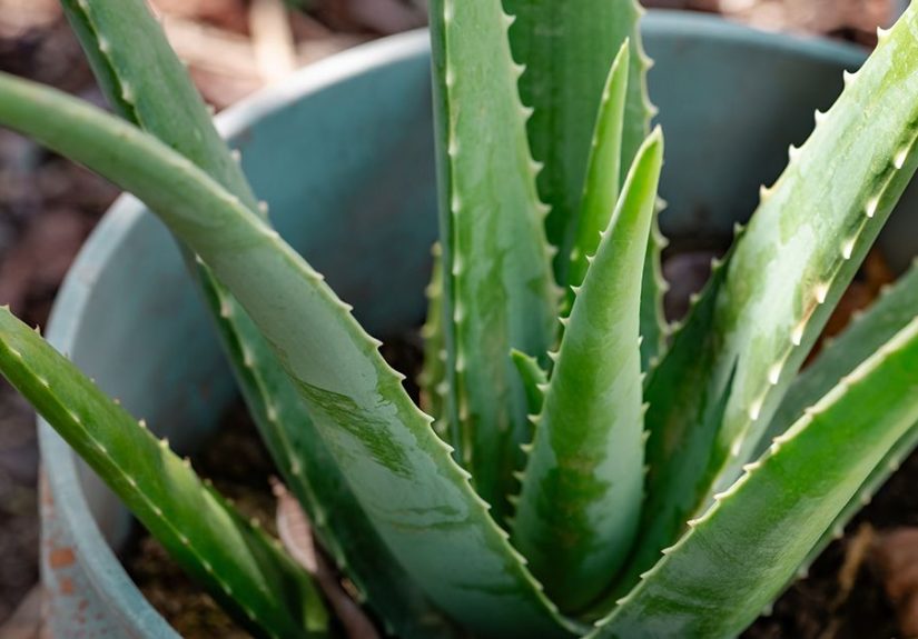 10 Supplements to Help Lower Blood Sugar