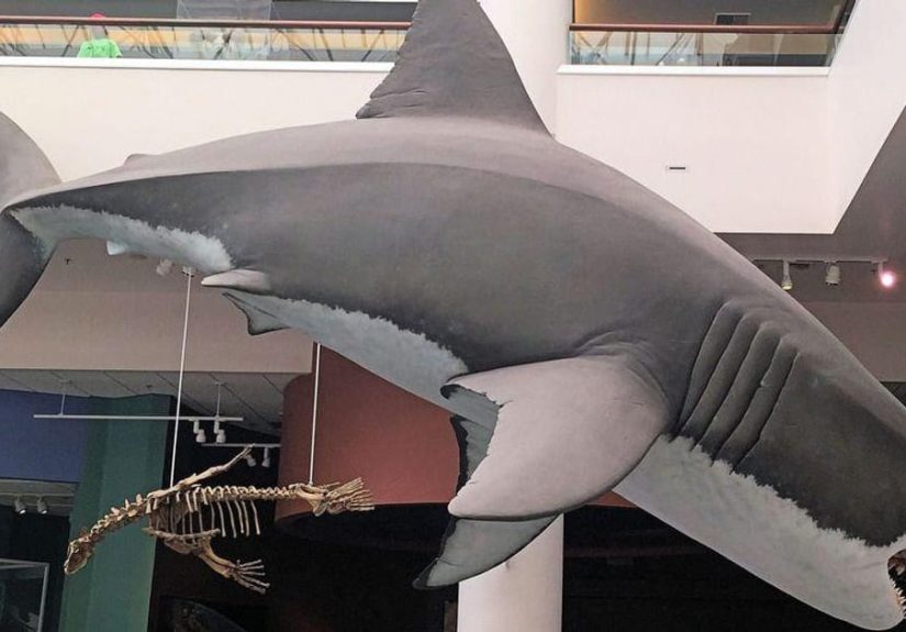 Complete List Of Extinct Sharks, From the Meg to the Otodus