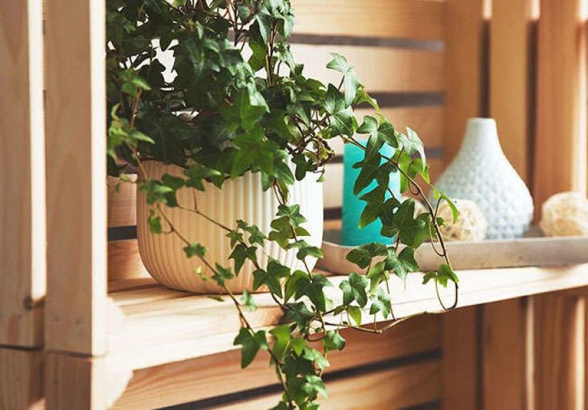 Count On These 25 Indoor Plants for Easy Color Year-Round - Bob Vila