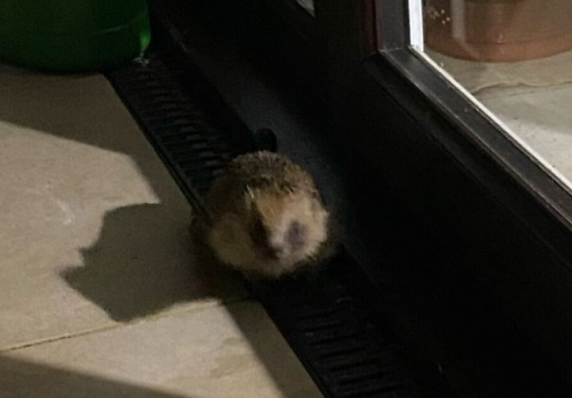 Hey Pandas, Post The Funniest Or Cutest Pics You Can Find Of Hedgehogs (Closed)