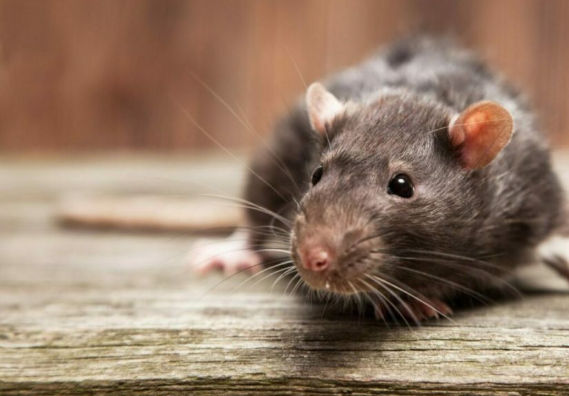 How to Get Rid of Mice in the Walls