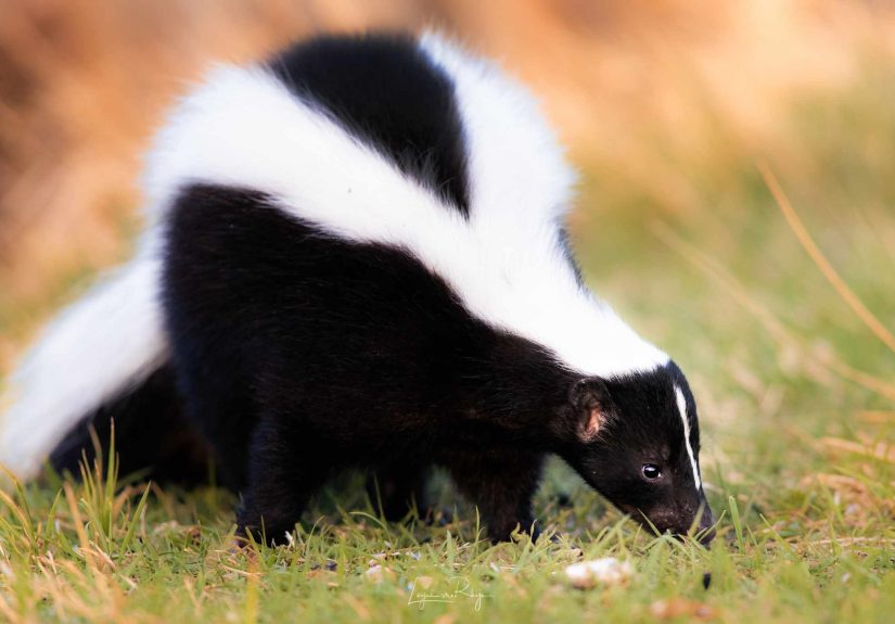 How to Safely Repel Skunks From Your Yard Before They Ruin Your Plants