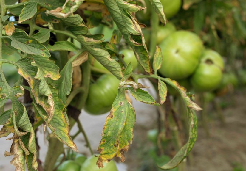 Tomato Leaves Turning Yellow? 13 Causes and How to Fix Them