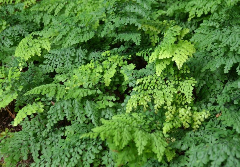 10 Best Ground Cover Plants