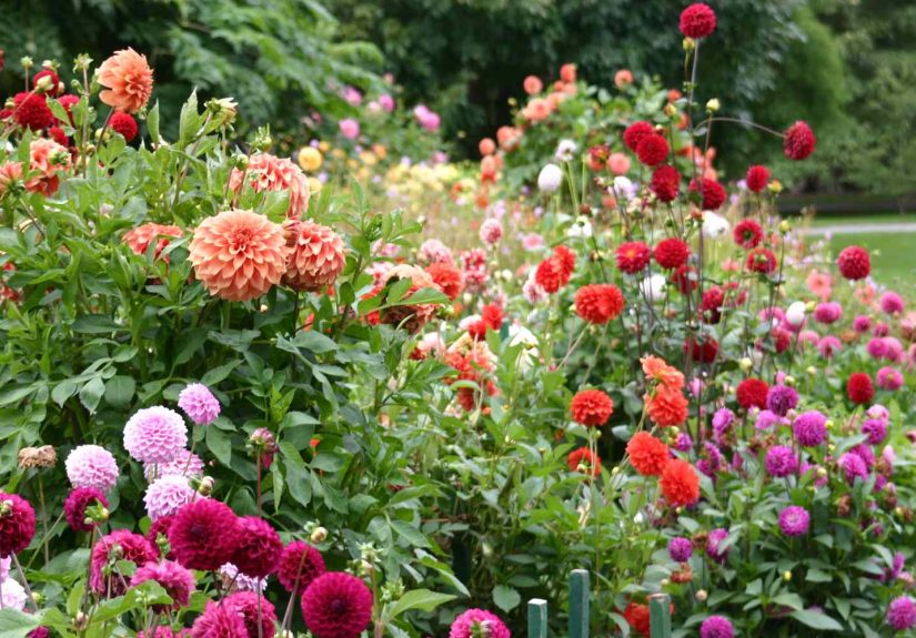 10 Summer Flowers That Peak in Late August