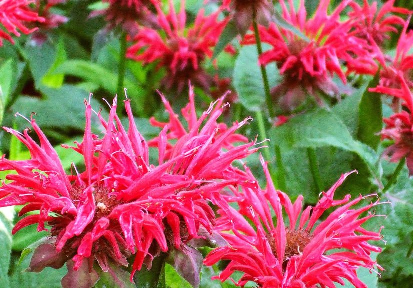 14 Perennials That Can Survive the Coldest Winters