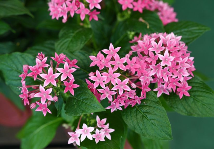 15 Container Garden Plants That Breeze Through Summer's Heat