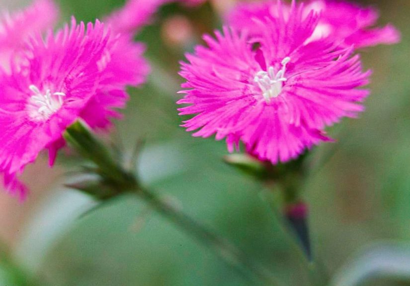 23 Fragrant Flowers for Your Garden
