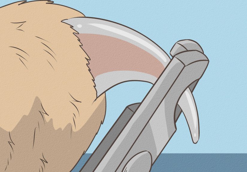 4 Ways to Bathe Your Cat With a Damp Towel