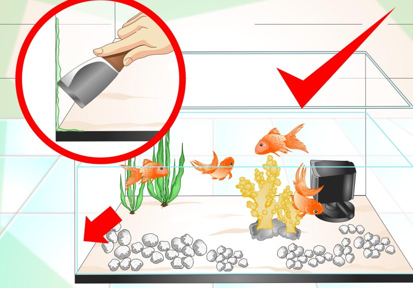 4 Ways to Keep Aquarium Water Clear