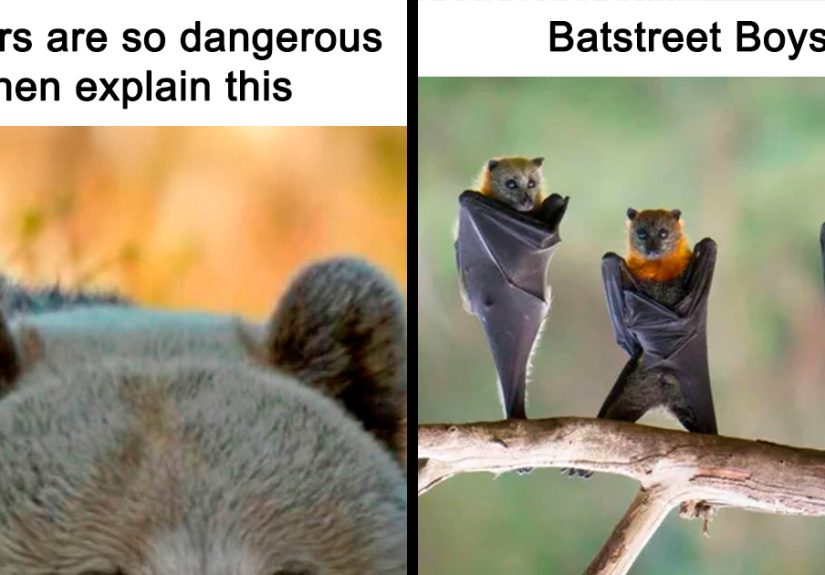 50 Amazing Animal Memes To Instantly Improve Your Mood