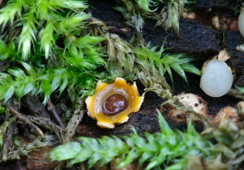 Artillery Fungus: Identification and Prevention