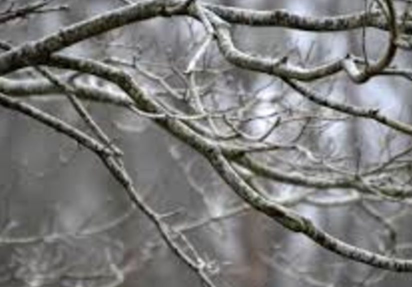 DIY Iced Winter Branches