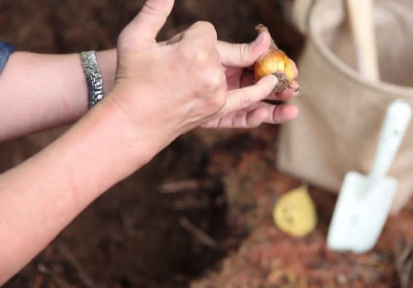 DIY Video: Color Riot: How to Create an Instant Spring Garden