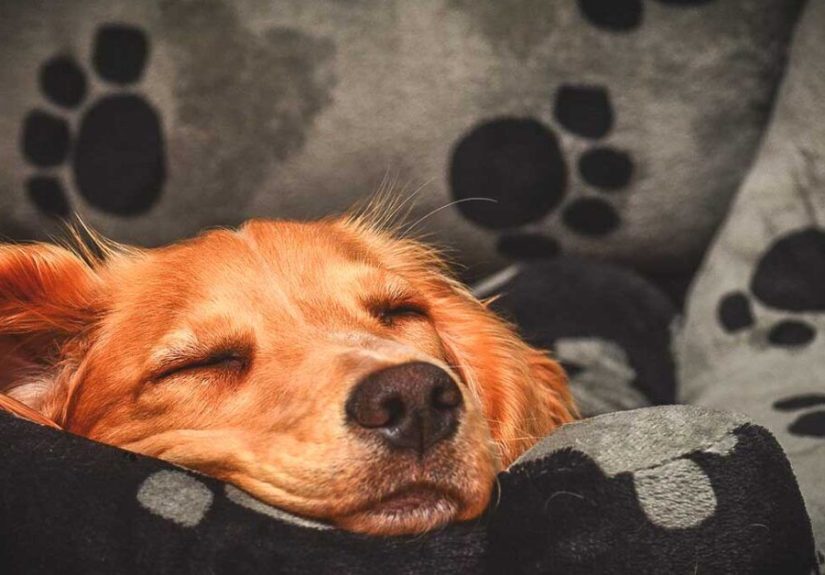 Dogs: Should They Sleep with You at Night?