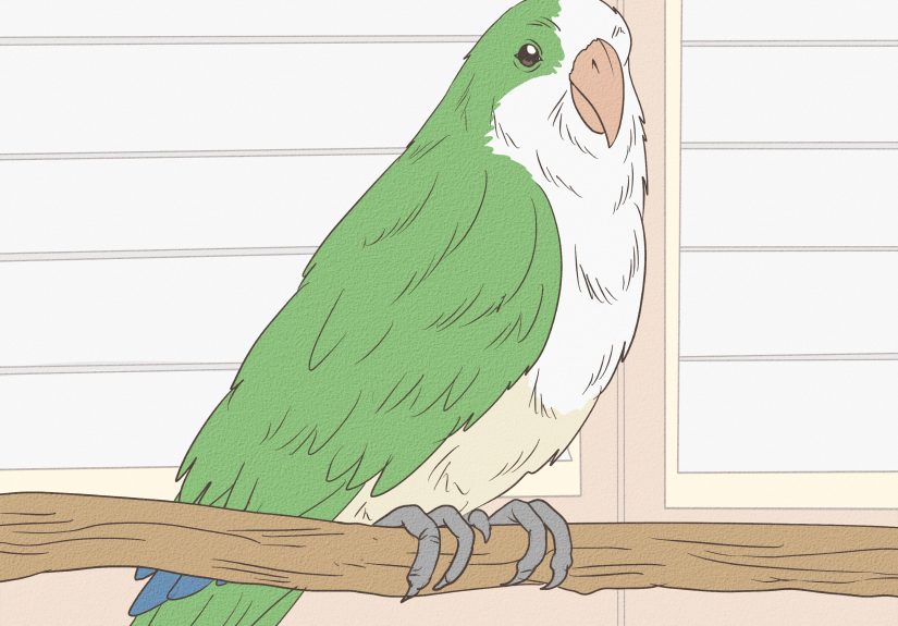 DOPE Bird Personality Test: Discover Your Archetype!