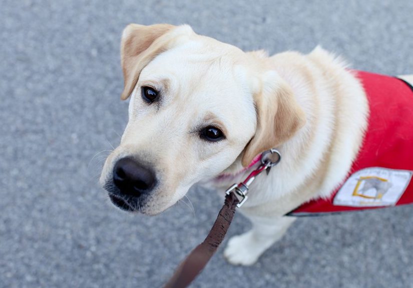 Everything About Diabetes Alert Dogs