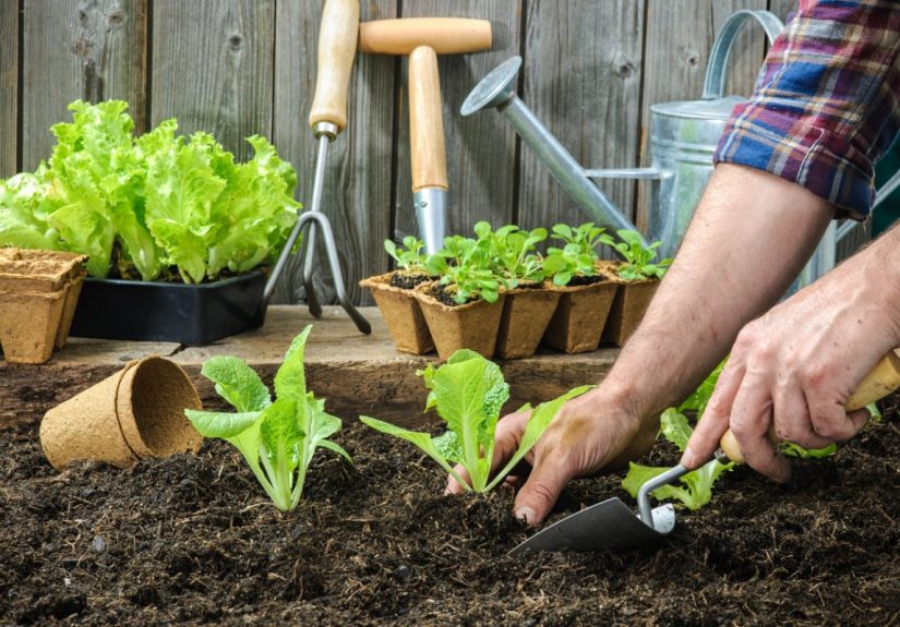 Garden Lime: How to Use it Effectively in Your Home Landscape - Bob Vila