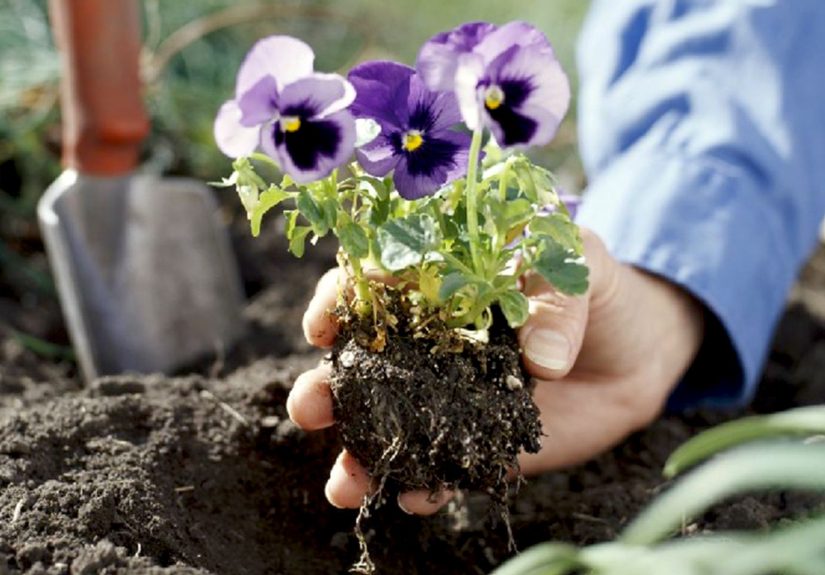 Here’s What to Plant in Fall for a Beautiful Blooming Spring Yard