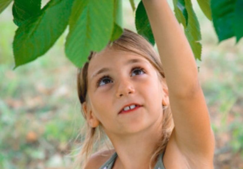 How to Dry Cherry Seeds to Plant