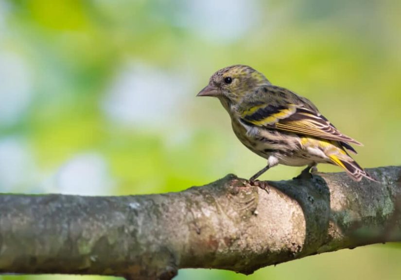 How to Get Rid of Birds on Your Property