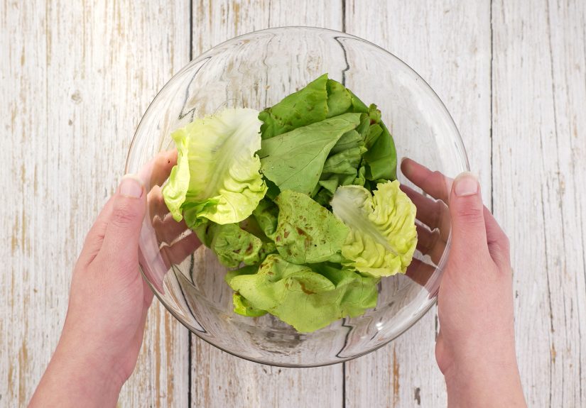 How to Grow Lettuce from an Old Lettuce Stem: 10 Steps