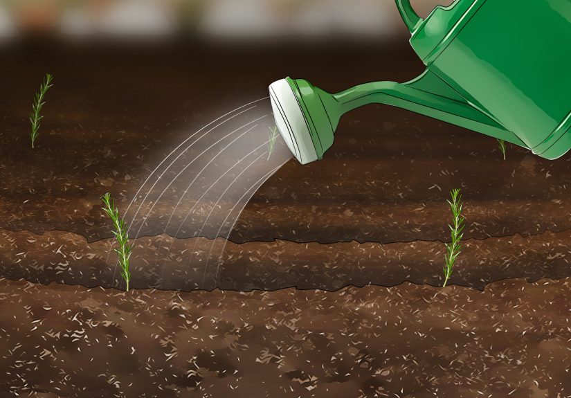 How to Grow Rosemary from Seed: Easy Planting Guide