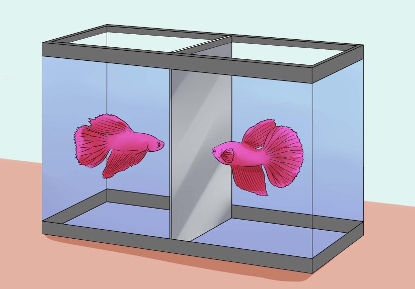 How to Help a Betta Fish Live Longer