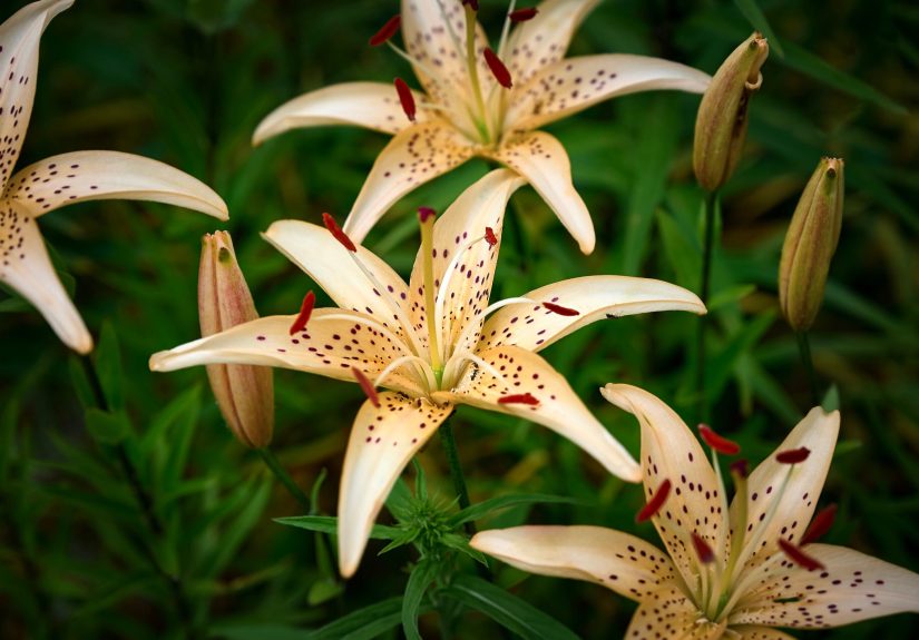 How to Plant Tiger Lily Bulbs – Expert Guidance