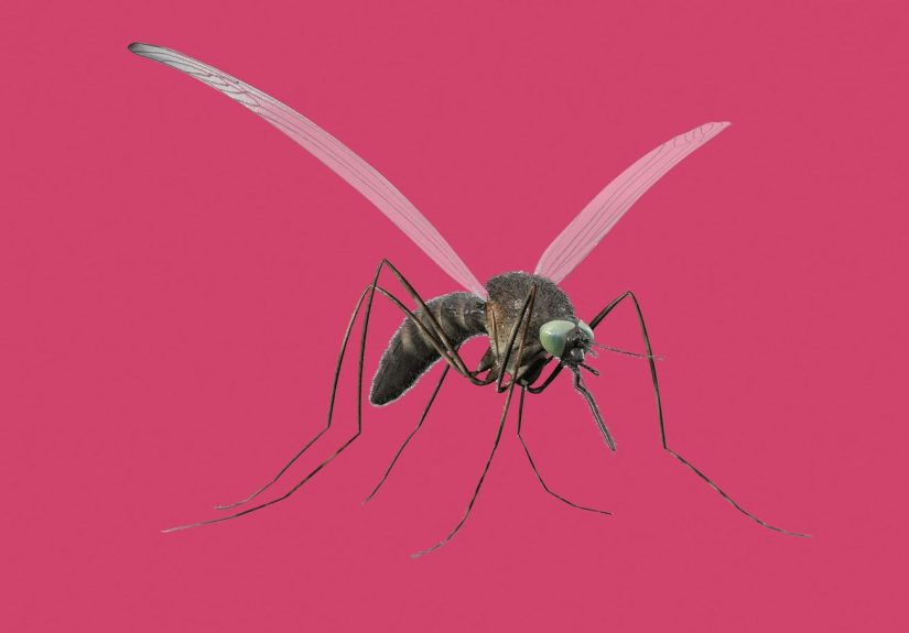 How to Stop Bug Bites From Itching, According to Doctors