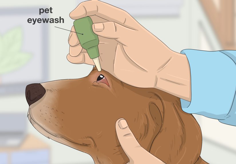 How to Treat Scratches on Your Dog's Eye: 9 Steps
