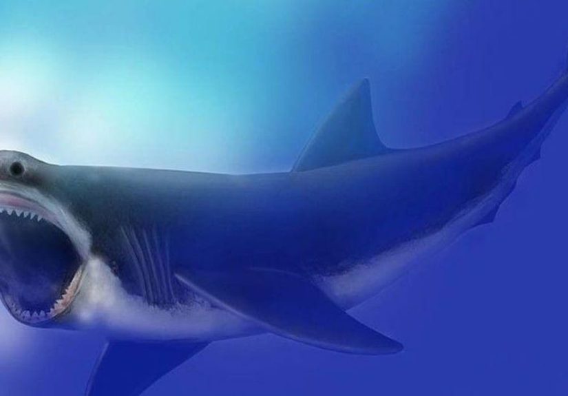Megalodons Were One Of The Most Horrifying Creatures To Swim The Seven Seas