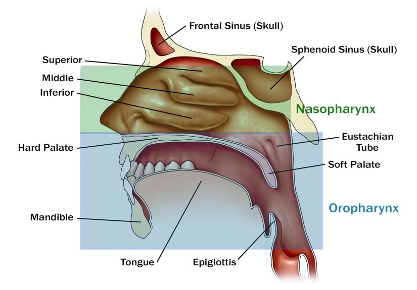 Oropharyngeal Cancer: Causes, Symptoms, and Treatment