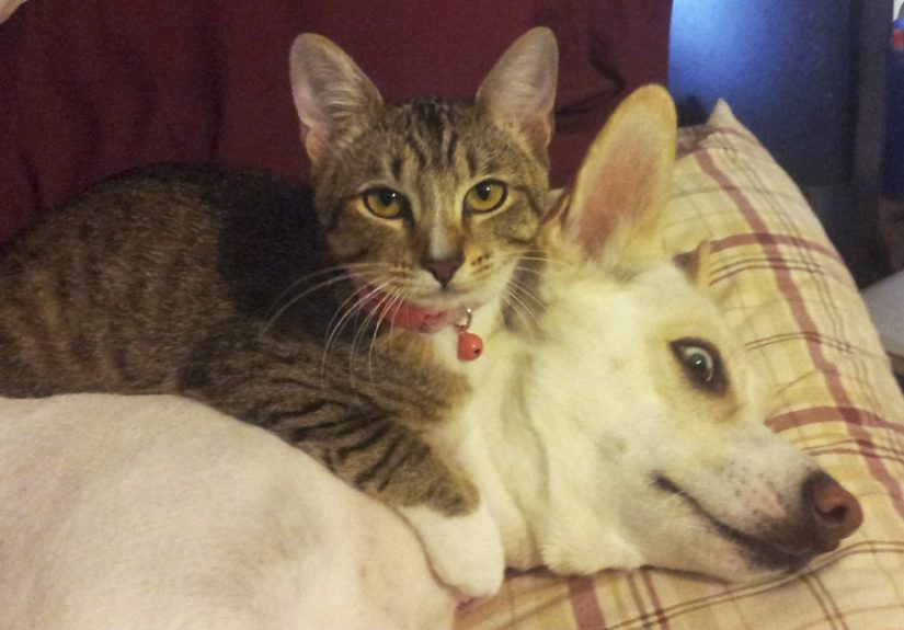 Post Pictures Of Cats And Dogs Living Together