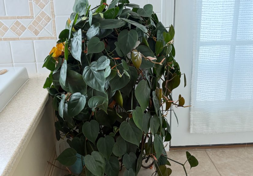 Propagating Plants Is the Special Way I Keep My Grandma’s Memory Alive