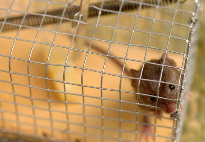 The 10 Best Mouse Traps, According to Pest Experts