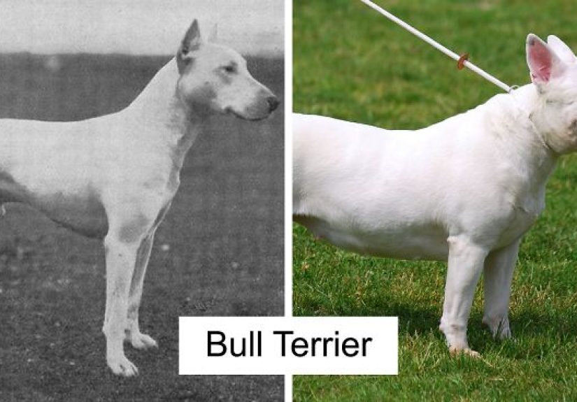The Effect Of Selective Breeding: Dog Breeds Today Vs 100 Years Ago