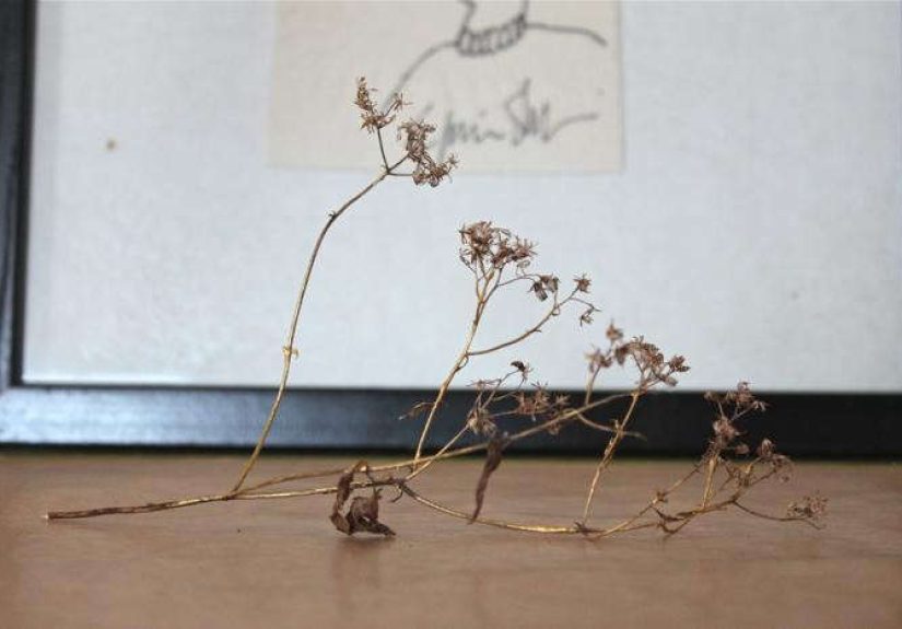 Trending on Gardenista: The Mysteries of Mistletoe and More