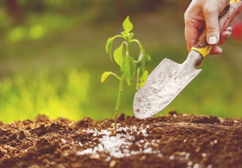 We Asked Gardening Pros If Epsom Salt Really Kills WeedsThey All Said the Same Thing