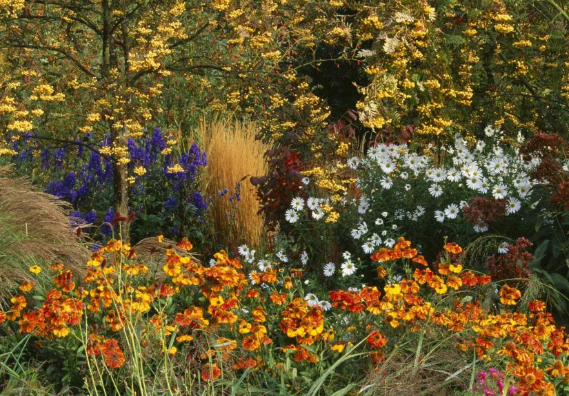 10 Flowers You Can Still Plant in August for Fall-Ready Flower Beds