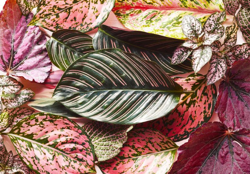 15 Pink-Leaved Plants That Offer Subtle Color