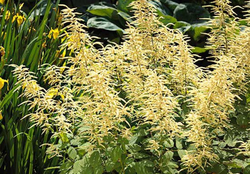15 Top Native Plants of the Pacific Northwest