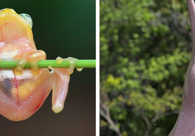 17 Amazon Rainforest Animals