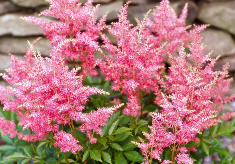 24 Beautiful Perennials for Shade That Are Easy to Grow