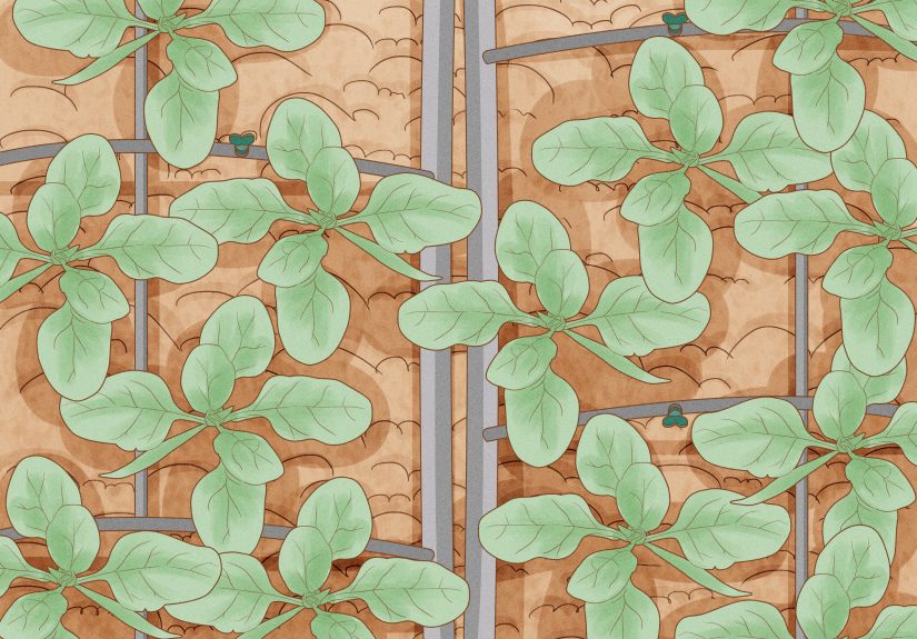 3 Easy Ways to Keep Outdoor Plants Watered when You're on Vacation