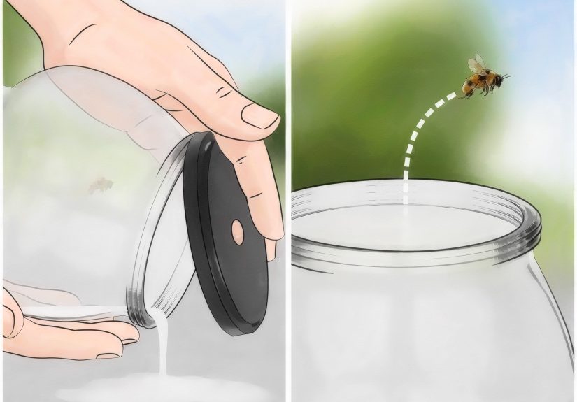 3 Ways to Get a Bee out of the House