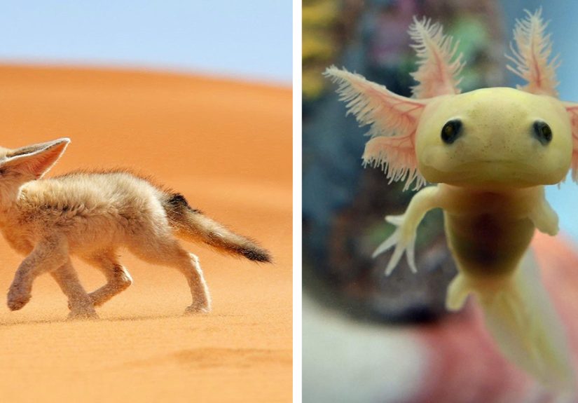 40 Rare Animal Babies You’ve Probably Never Seen Before