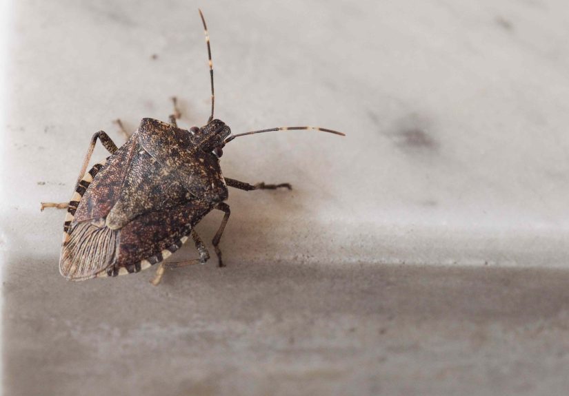 5 Natural Solutions to Keep Stink Bugs Away From Your Home for Good