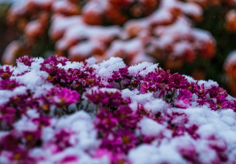 5 Ways to Protect Mums From Frost for Blooms That Last Through Thanksgiving