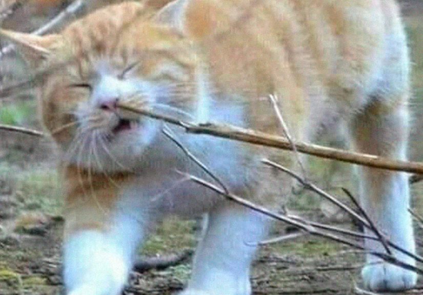 50 Times Cats Had Such ‘Powerful Auras’, Their Owners Just Had To Take A Pic
